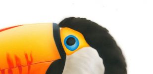 toucan_wildlife_Step09.jpg