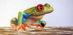 frog_sbs19.jpg