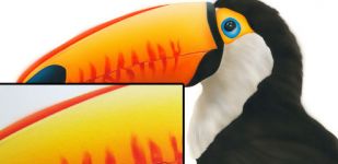 toucan_wildlife_Step11.jpg