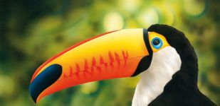 toucan_wildlife_Step14.jpg